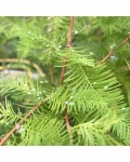 Taxodium distichum хвоя